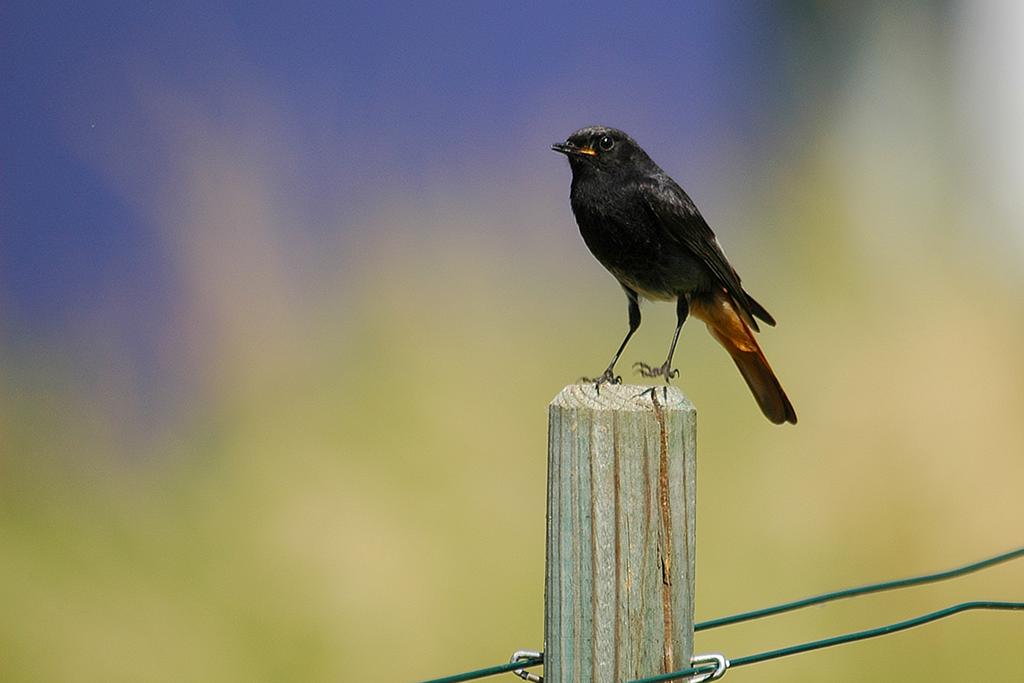 Rotschwaenzchen Männchen