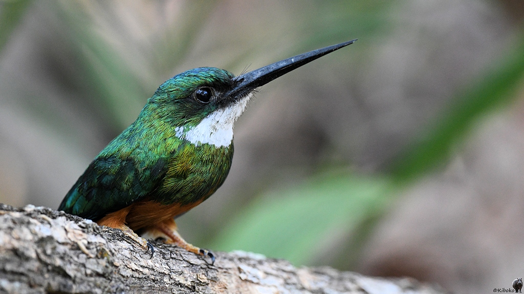 Rotschwanz-Glanzvogel (Rufous-tailed Jacamar)

s280 RioClaro Rufous TailedJacamar 3547