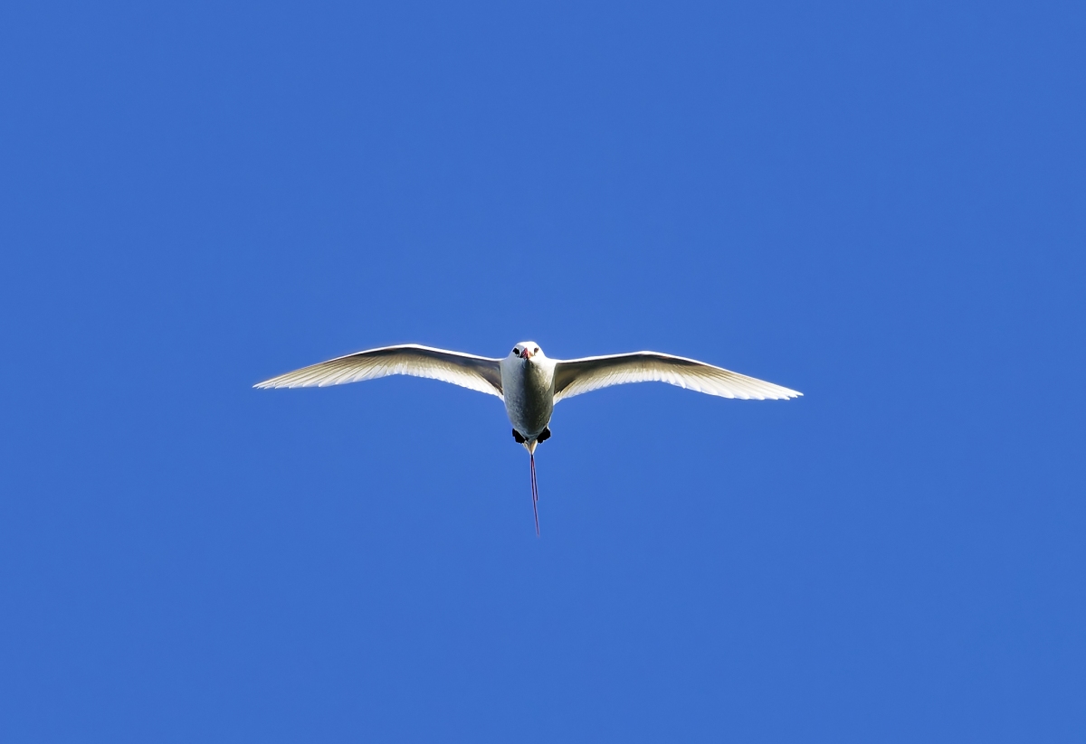 Rotschwanz-Tropikvogel II.jpg