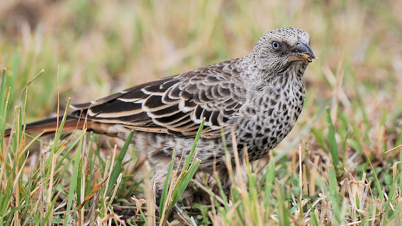 Rotschwanzweber
(Rufous-tailed Weaver)
am Flughafen in der Seronera, Serengeti
2128