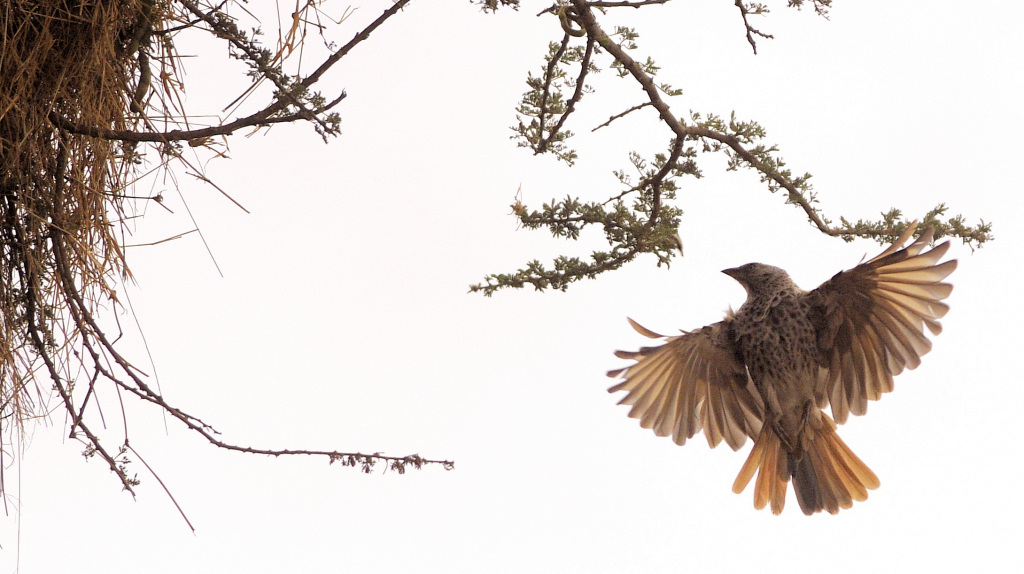Rotschwanzweber2