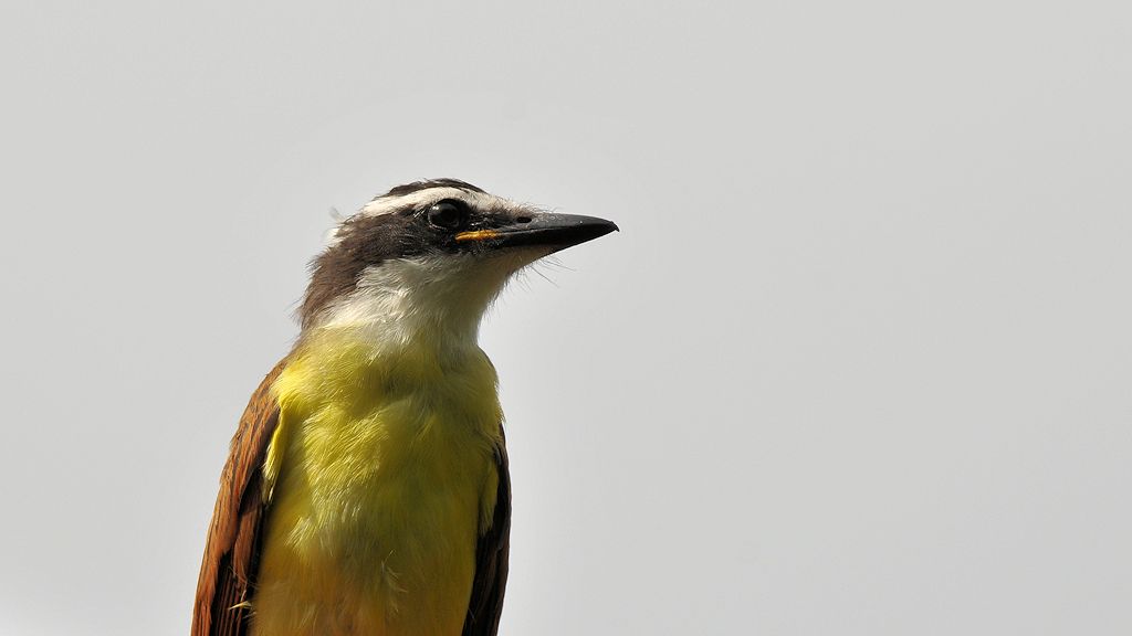 Rotschwingentyrann (Rusty Magined Flycatcher)
Rockview Lodge, Annai
3971
