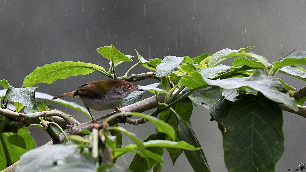Rotstirn-Schneidervogel (Common Tailorbird)
Victoria Park
Nuwara Eliya

s781 NuweraEliya Vogel 5785