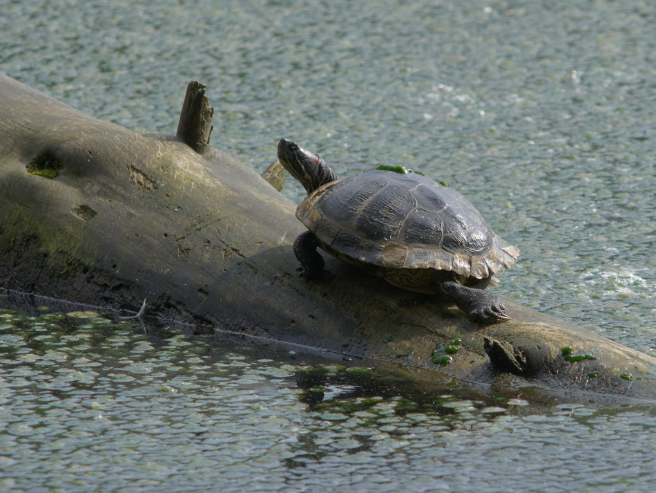 Rotwangen-Schmuckschildkröte im Wildpark Stuttgart, Pfaffensee, 06.06.2010. Nikon D200, Micro-Nikkor 4/200 mm, ISO 200, Blende 8.