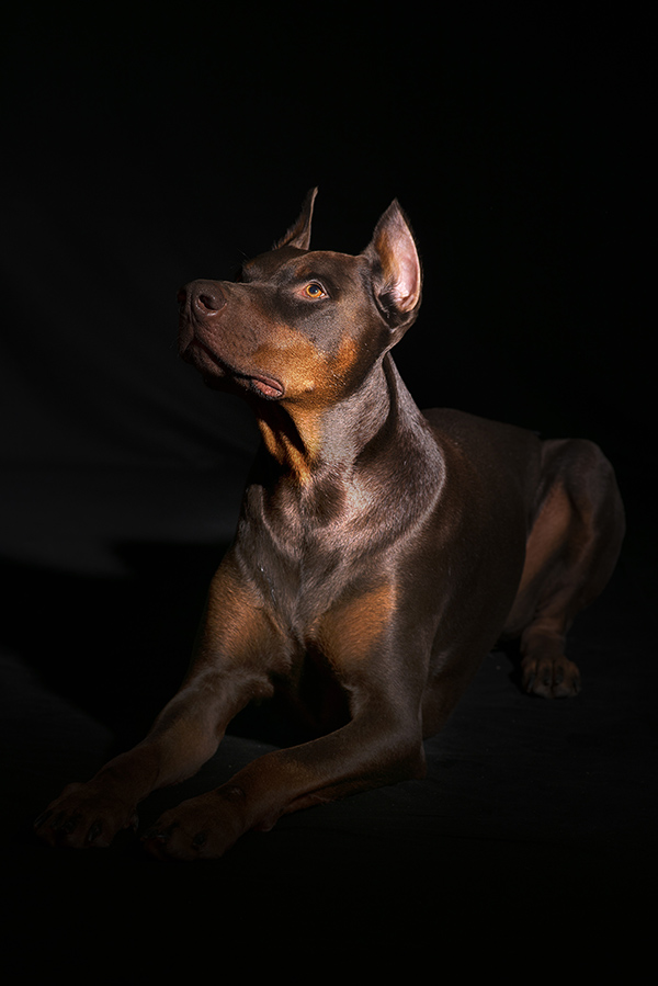 roumrDSC 8487