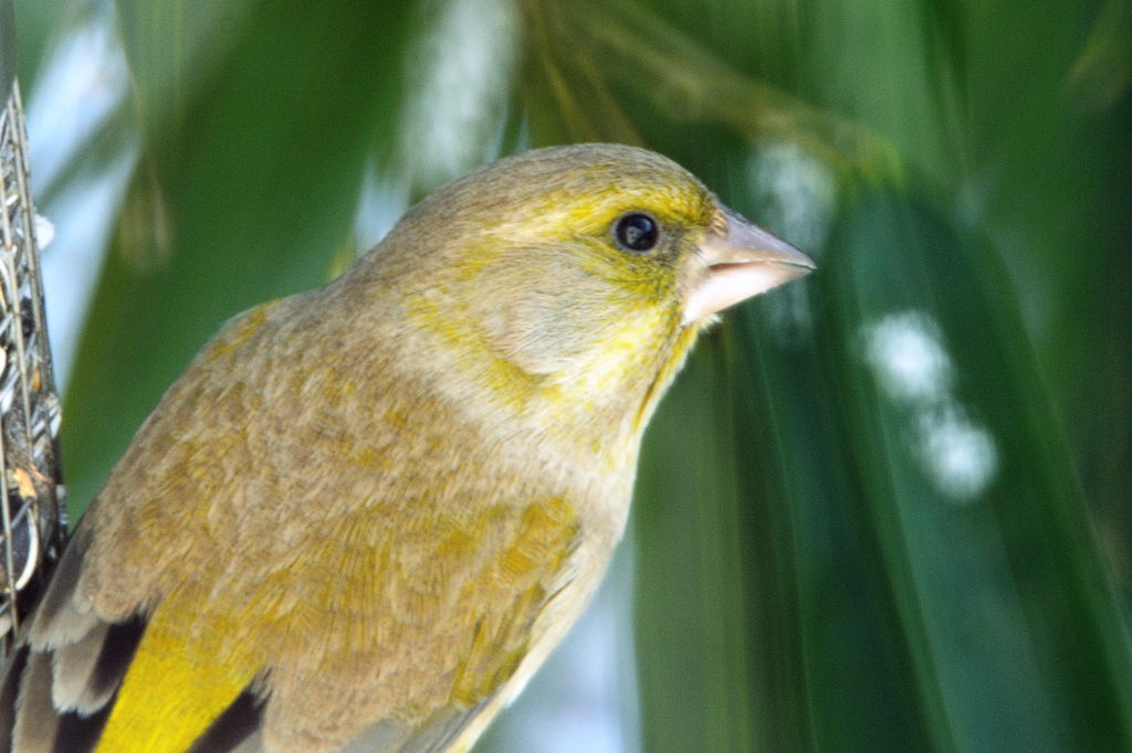Rubinar 5,6/500mm+TC 16A = 9,1/800mm