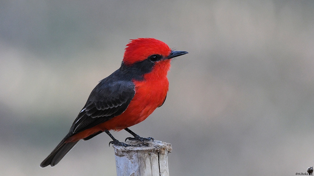 Rubintyrann, Männchen (Vermilion Flycatcher)

s370 PortoJofre VermilionFlycatcher 4945