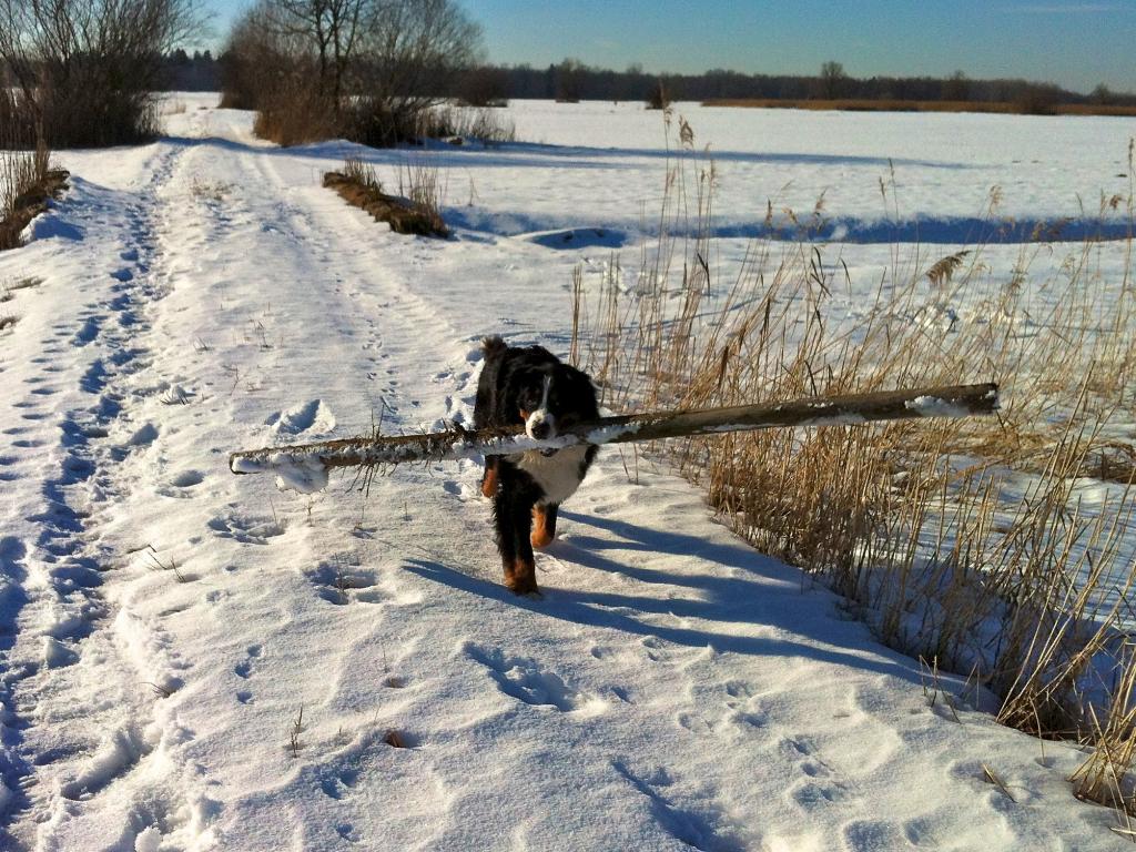Rudi 5 (2)