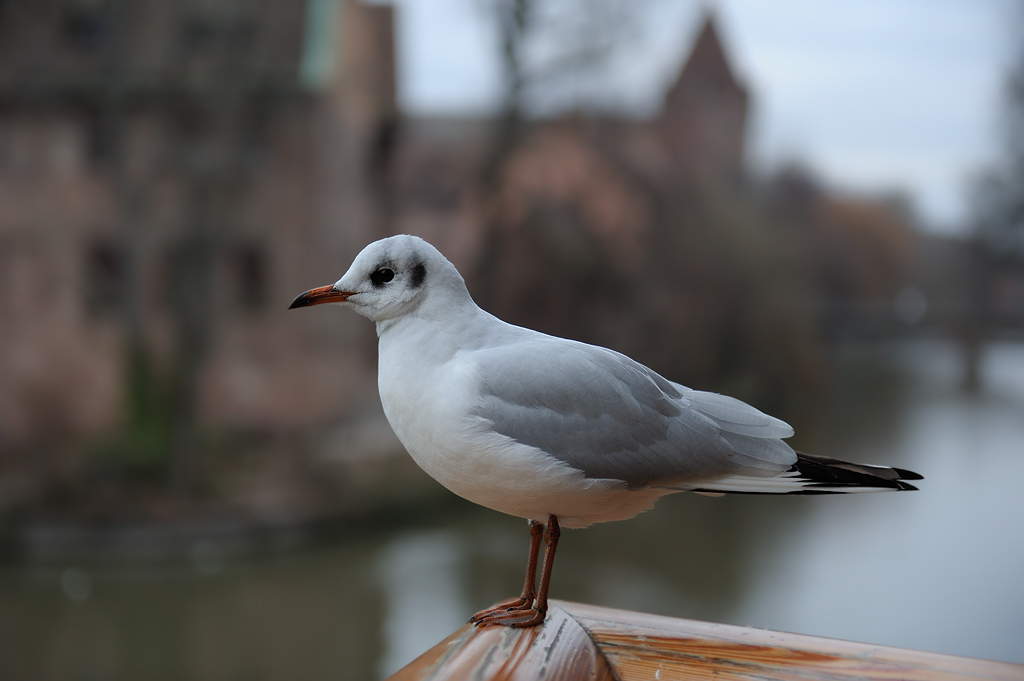 Ruheplätzchen 1
Möwe an der Pegnitz
Nürnberg
