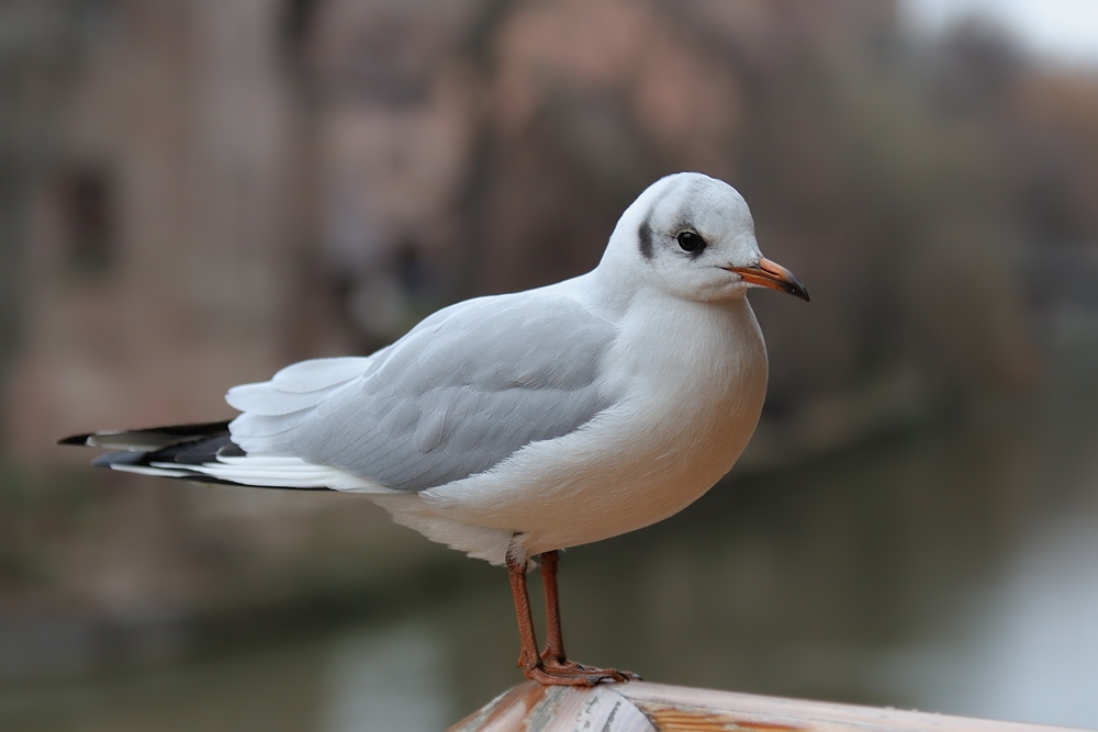 Ruheplätzchen 2
Möwe an der Pegnitz
Nürnberg