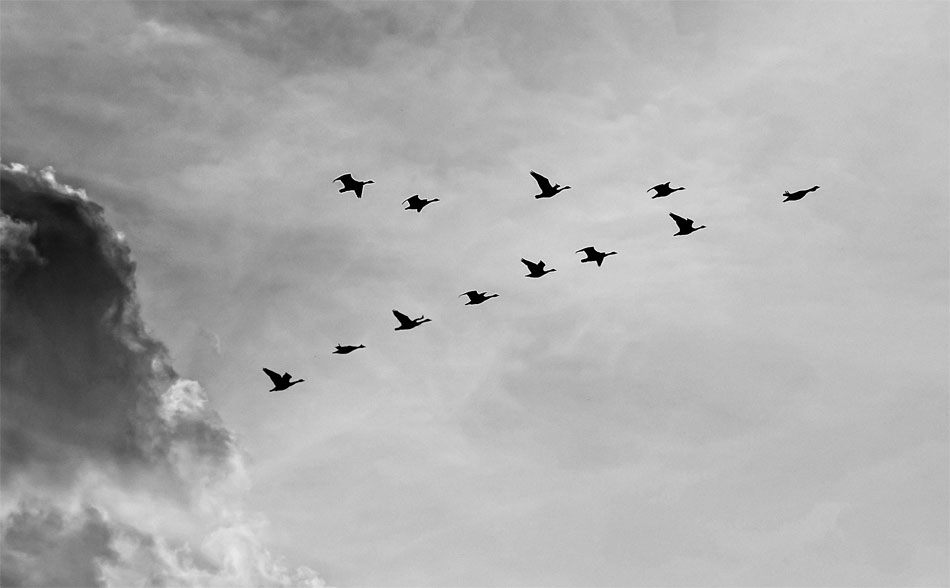 RuhraueSkorGänse 2009 08 14 037asw