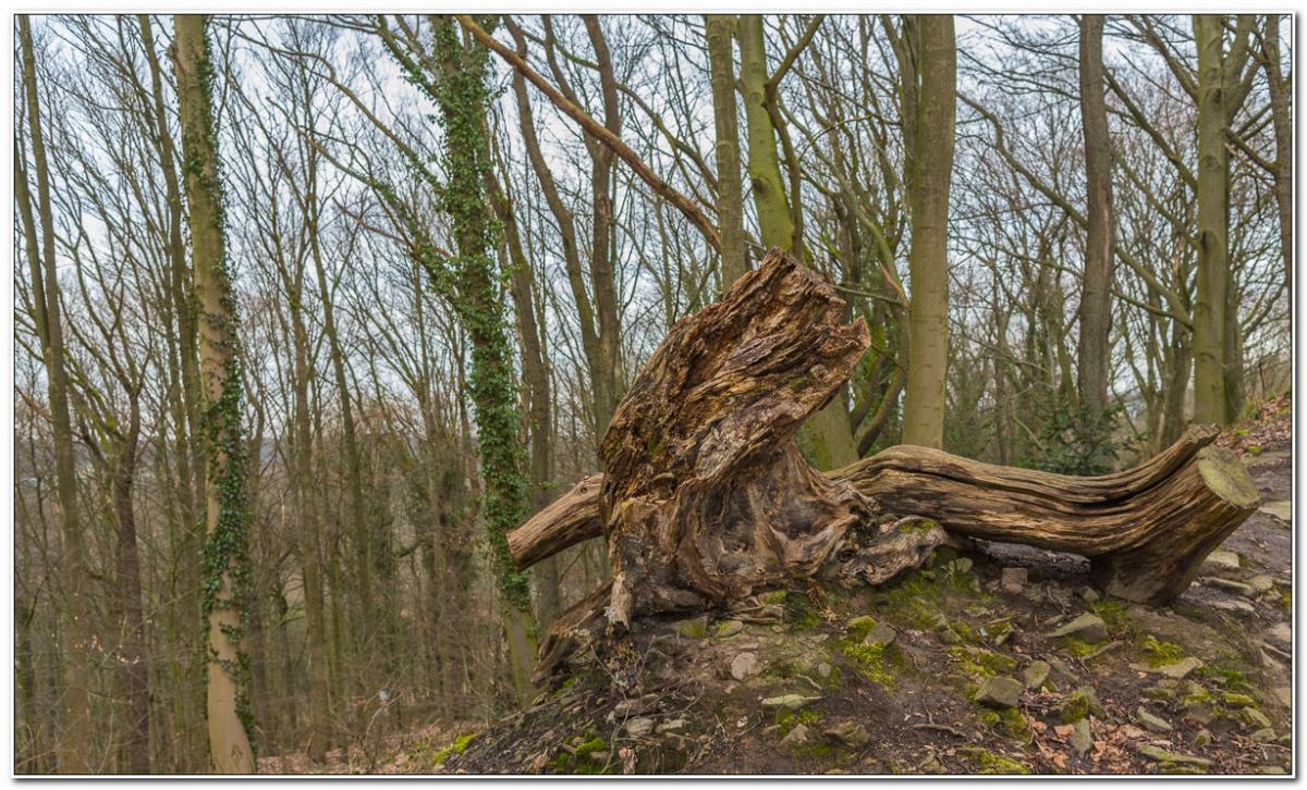 Ruine Dortmund Hohensyburg Holzwurm... (1 von2)