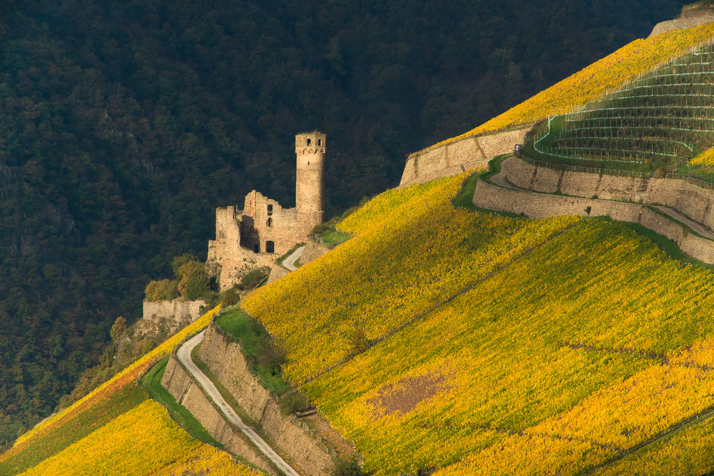 Ruine Ehrenfels 4861