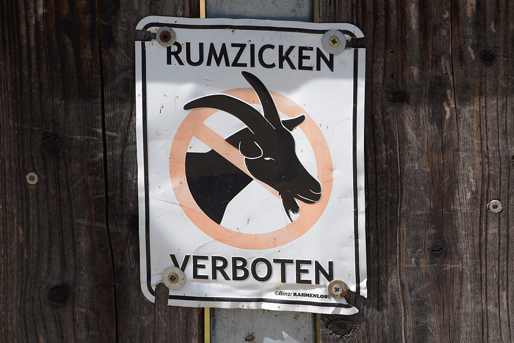 Rumzicken