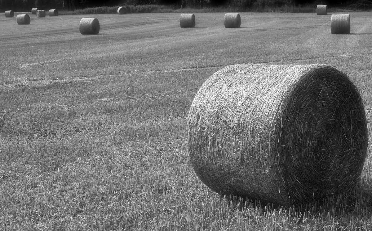 Rundballen BW_bearbeitet-1.jpg