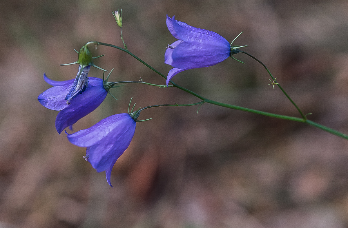Rundblättrige Glockenblume (1 von 1).JPG