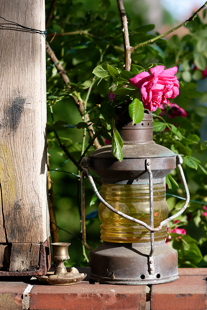 Rundumlicht mit Rose.jpg