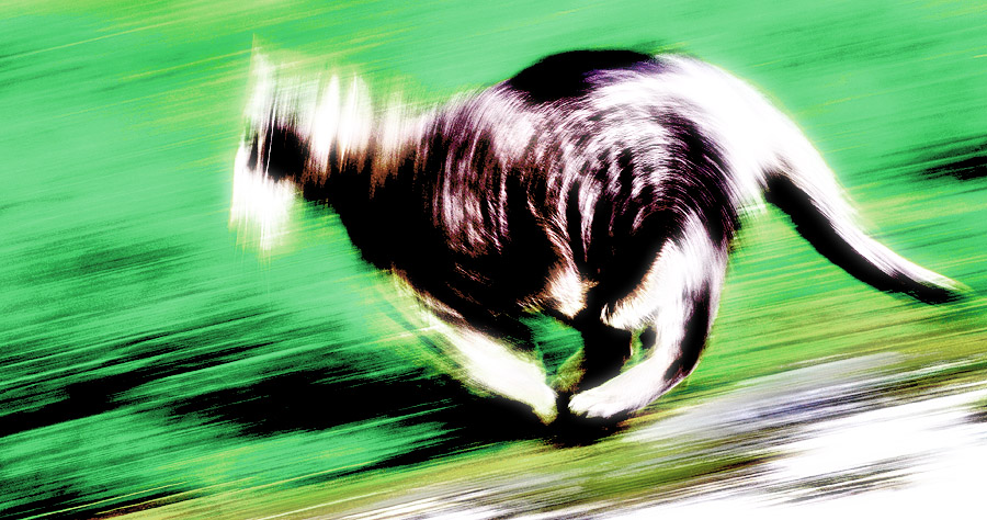 RunningCat01