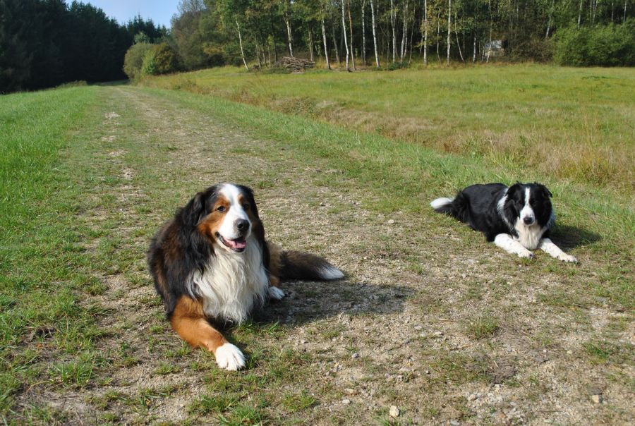Rusty und Robin 00