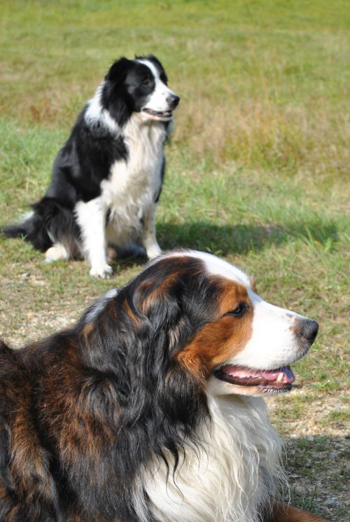 Rusty und Robin 01