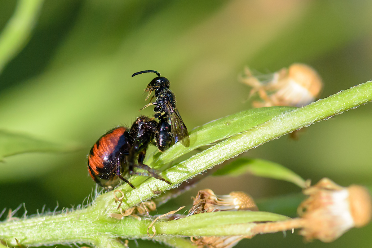 Südliche Glanz Krabbenspinne 01 (1 von 1)