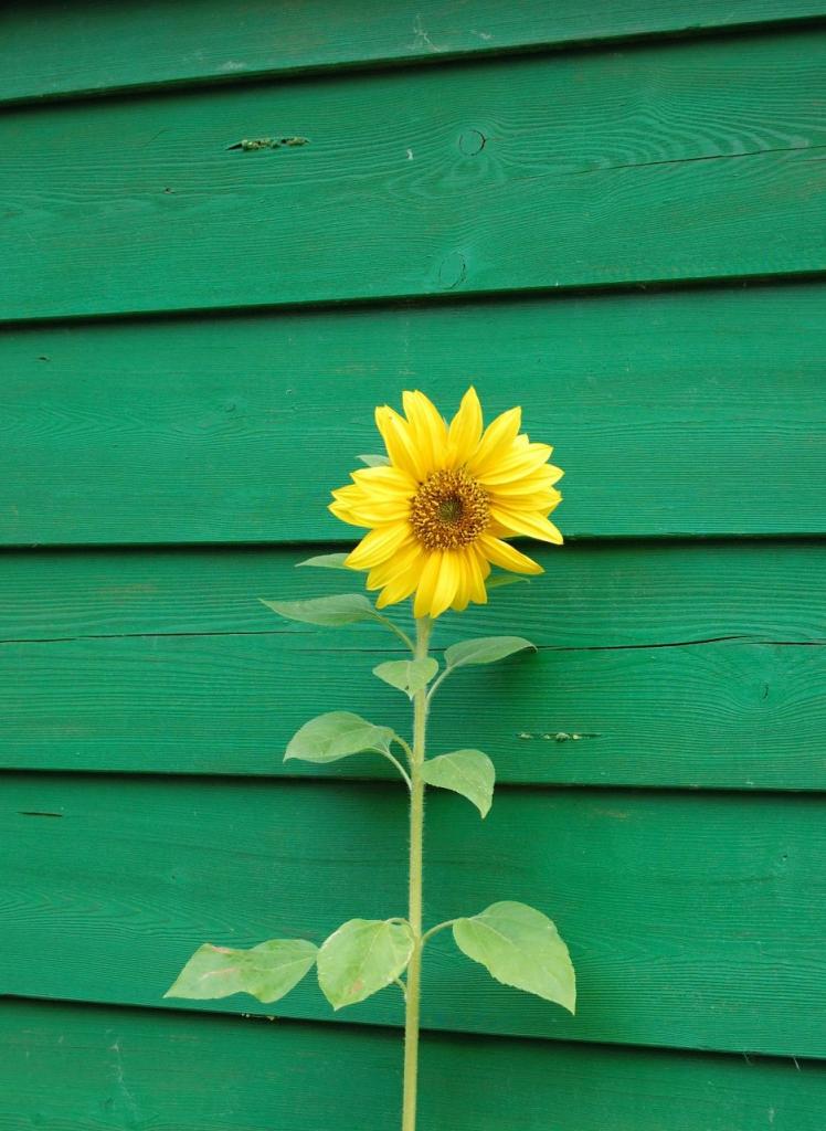 S Blume 3