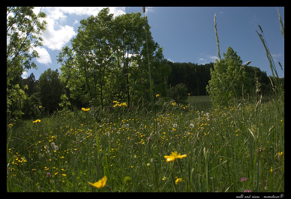 s DSC 0033 lzn