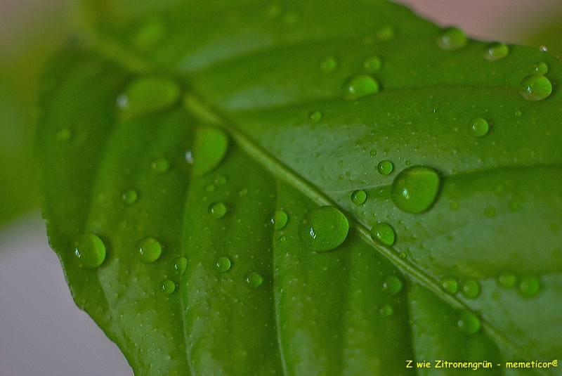 s DSC 0836 lzn
