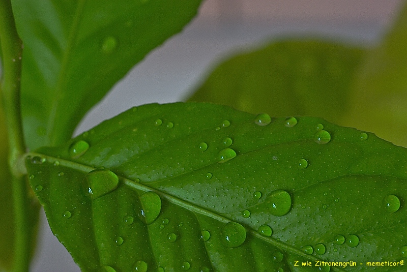 s DSC 0847 lzn