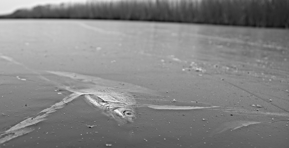 s DSC 0943 bw lzn