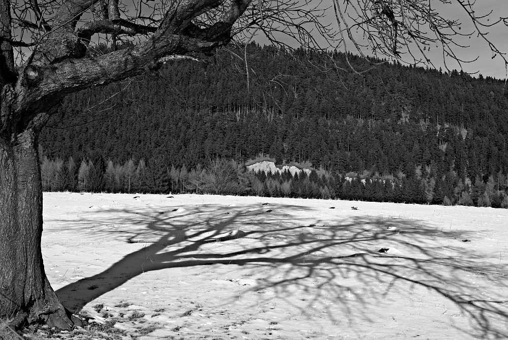 s DSC 1121 bwyellow 2
