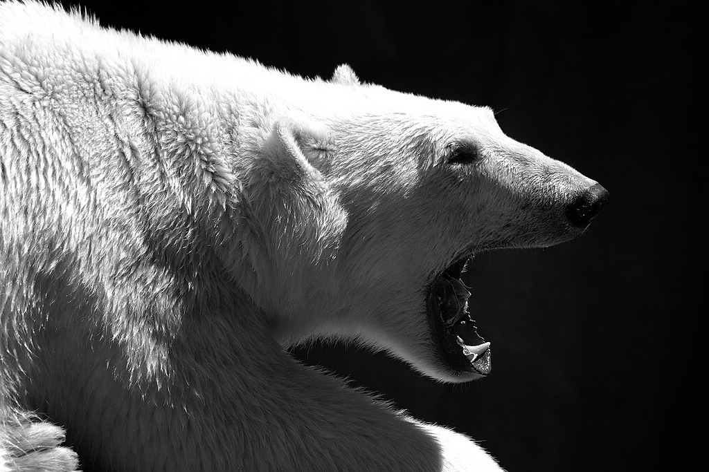 s/w bär