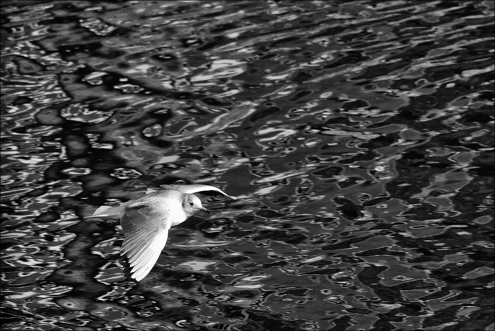 S/W - Möve an der Ems - 11 / 2011