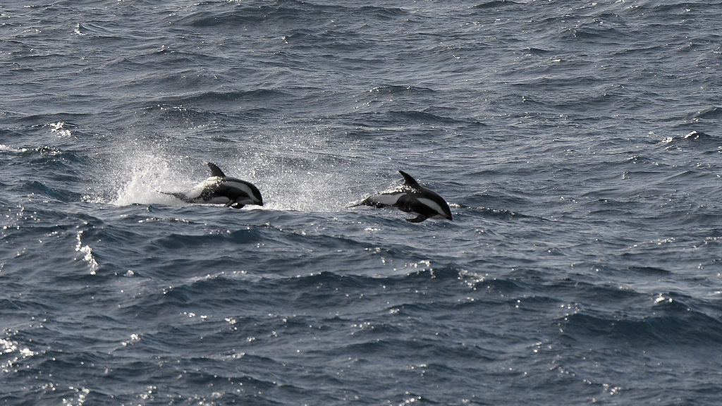 s1070 HourglasDolphins 4102