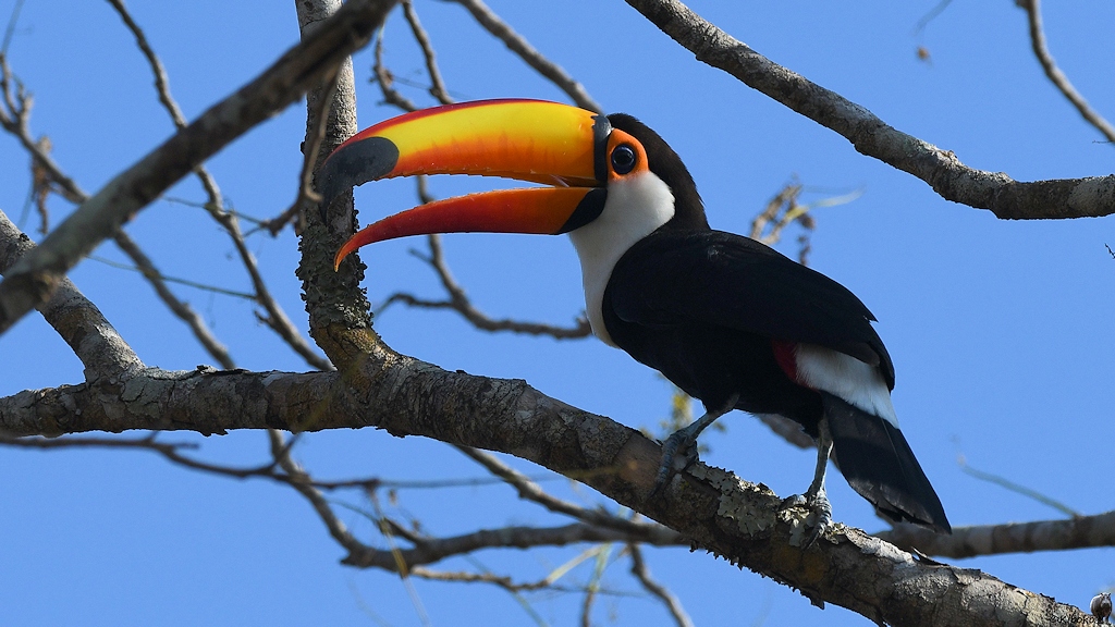s1121 RioClaro TocoToucan 7511