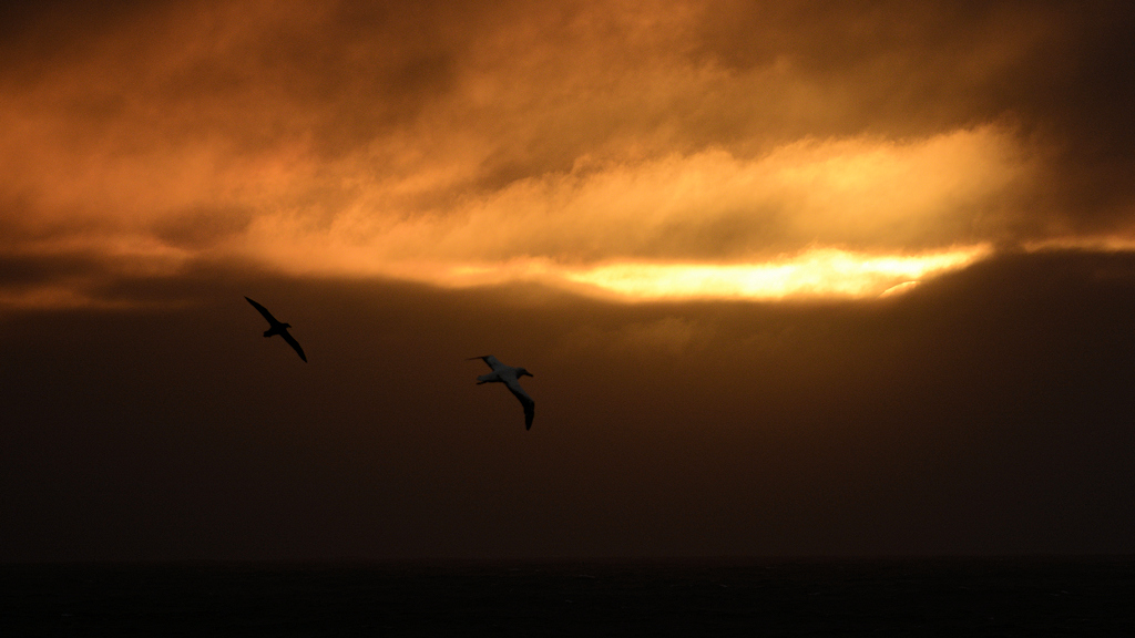 s1190 Riesensturmvogel Albatross 7053