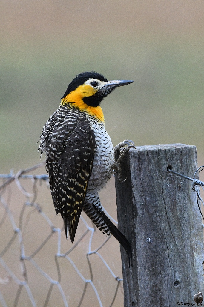 s1209 RioClaro CampoFlicker 8502 h