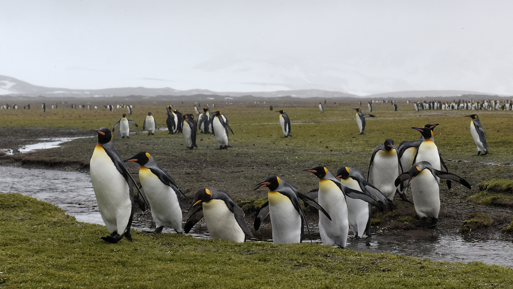 s1250 Königspinguine 0931