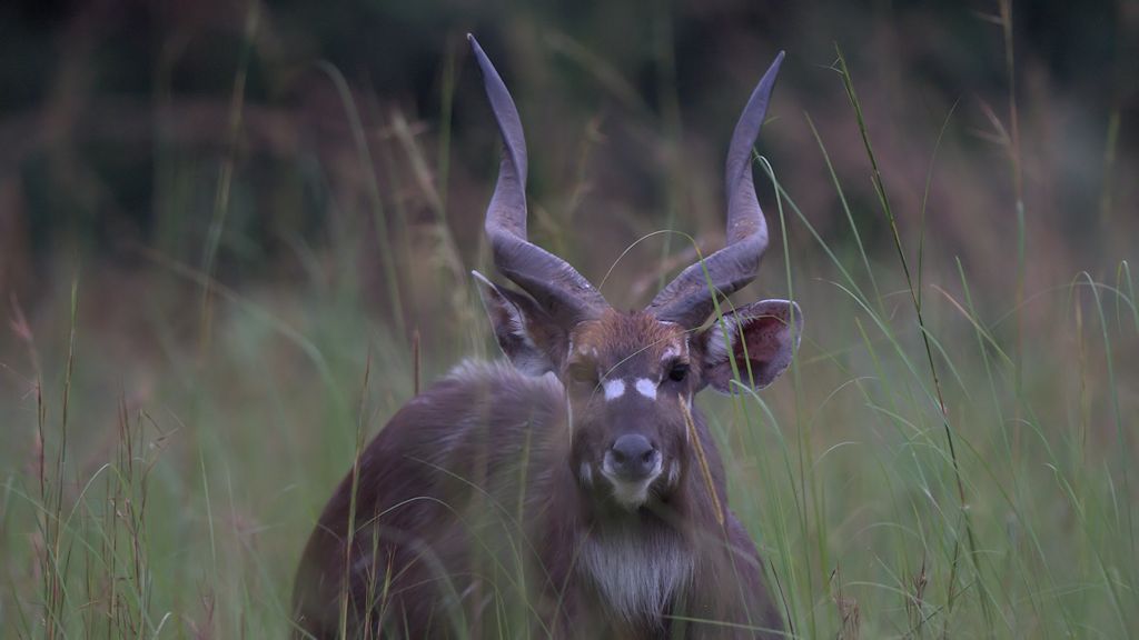 s1380 Sitatunga 2938  1