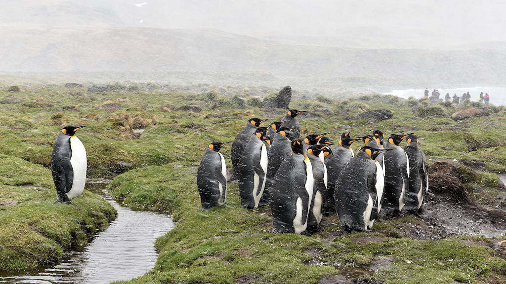s1430 Königspinguine 1649