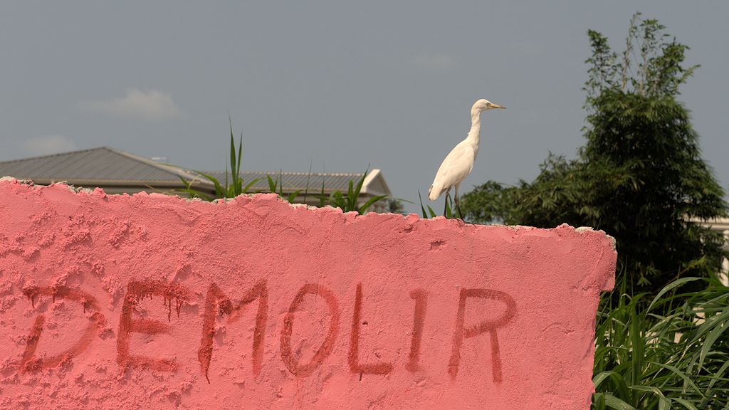 s1440 Kuhreiher 8205  1