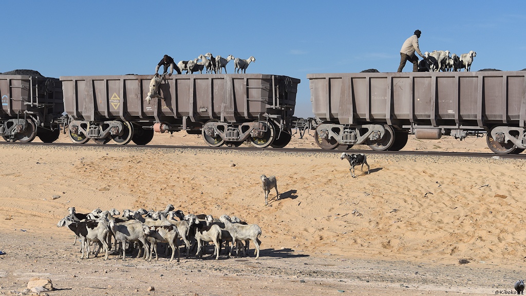 s1530 Nouadhibou Schafe 1433