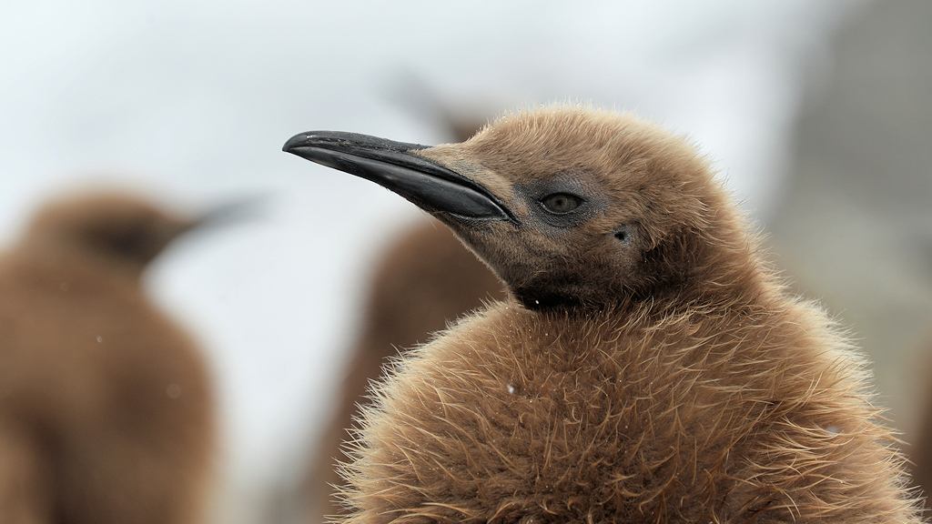 s1532 Wollpinguin 0207