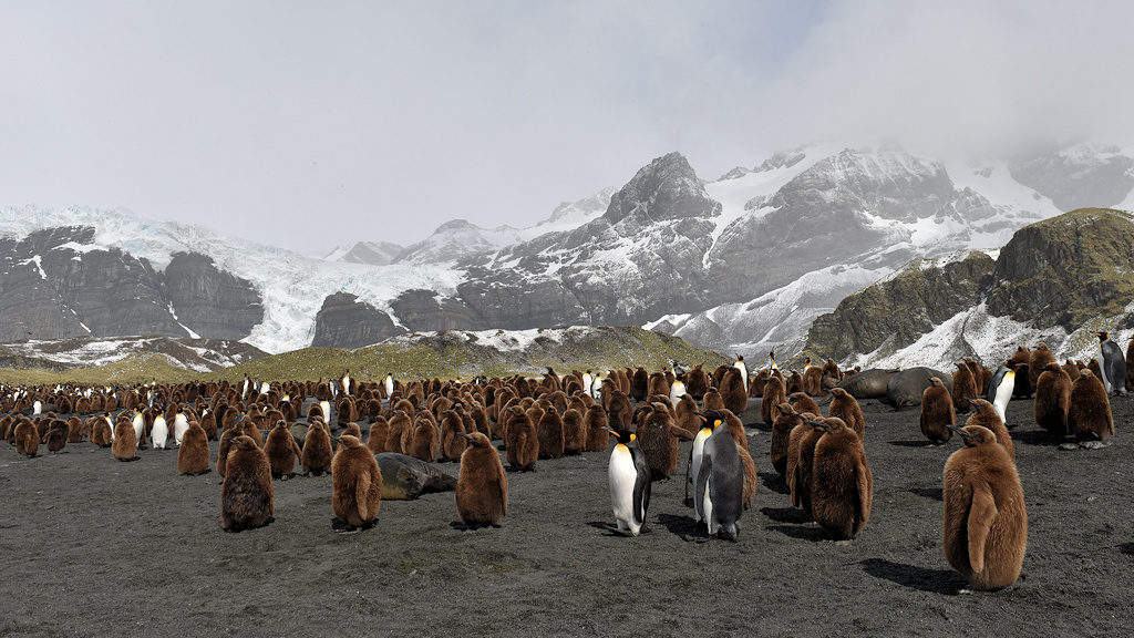 s1545 Königspinguine Berge 2103