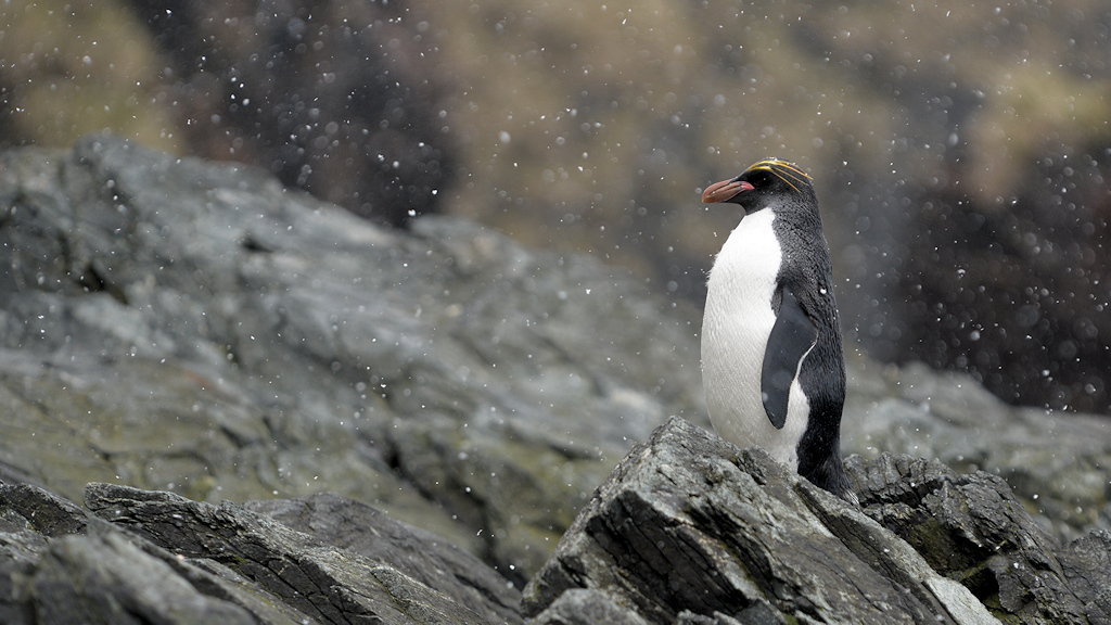 s1565 Macaroni Pinguin 1235