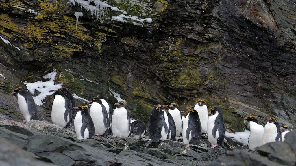 s1565 MacaroniPinguine 1081