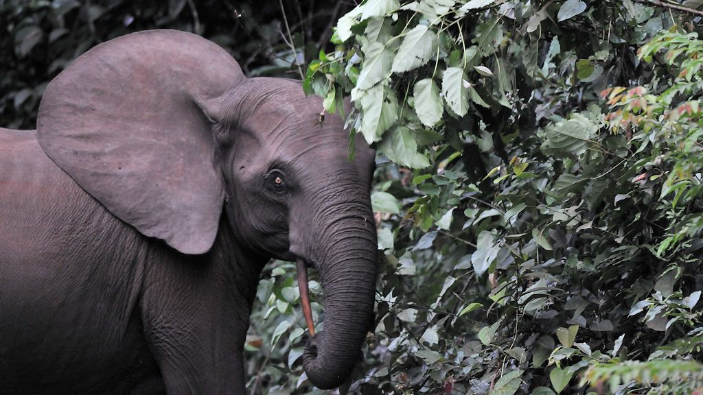 s165 Elefant 6707