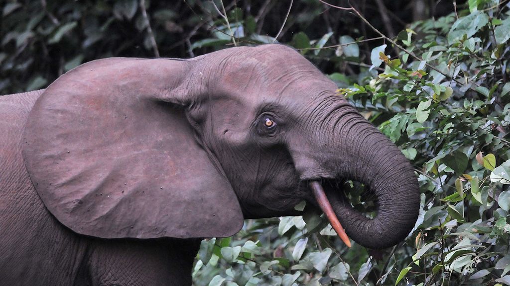 s165 Elefant 6708