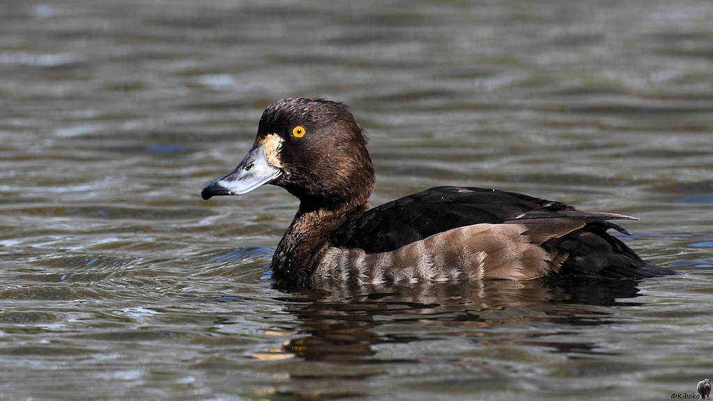 s170312 Bremen Rhodedendronpark Reiherente 7798
