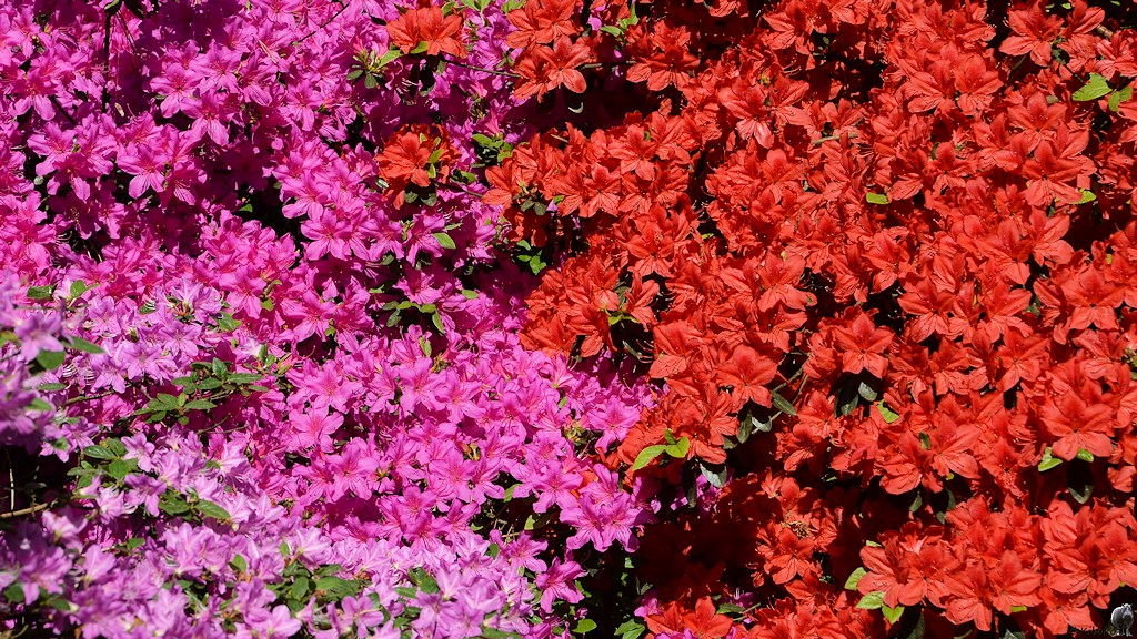 s180512 Bremen Rhododendron 1760